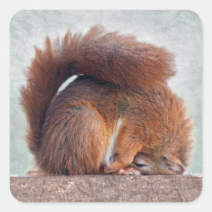 Yoga Squirrel Sticker