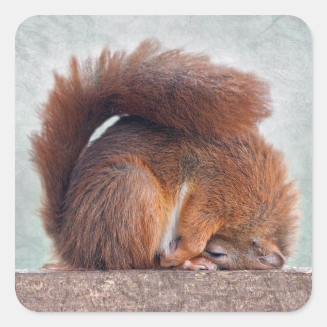 Yoga Squirrel Sticker (Front)