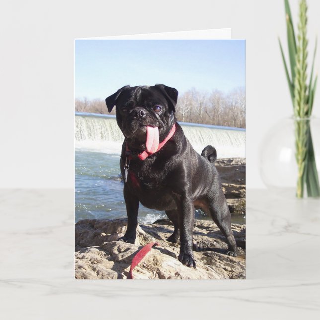 Yogi the Pug Greeting Card- Congrats Card (Front)