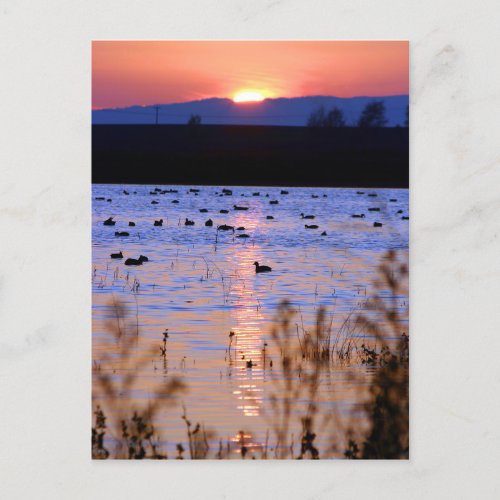 Yolo Wildlife Area Postcard