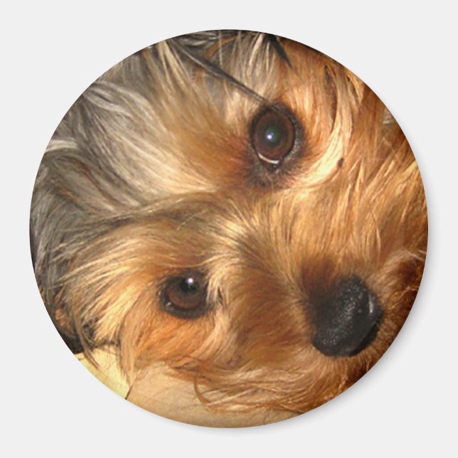 York Eyes  Magnet (Front)