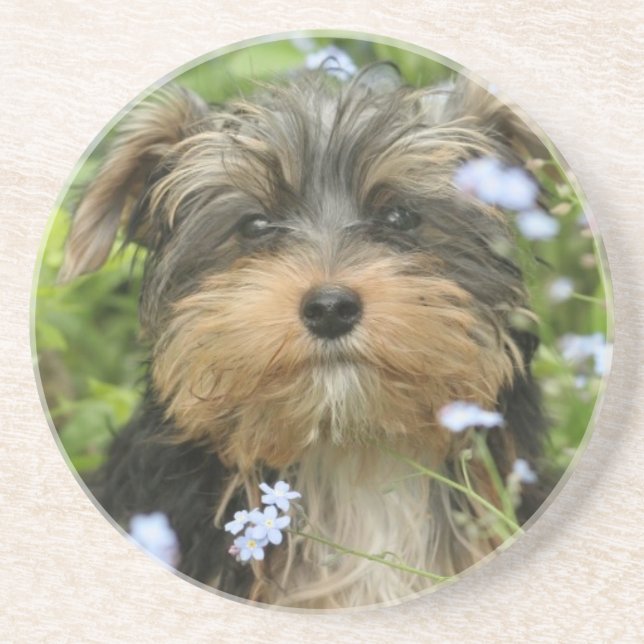 York Terrier Dog Coasters (Front)
