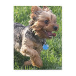 York Terrier Dog Postcard