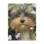 York Terrier Postcard