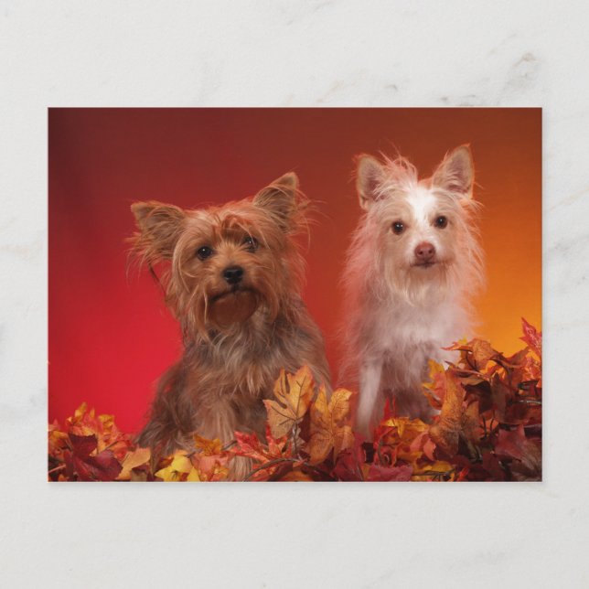 Yorkie and Friends Postcards (Front)