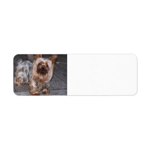 yorkie blue and tan full.JPG Label