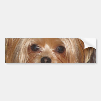 Yorkie Bumper Sticker