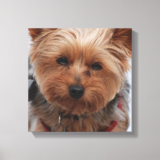 Yorkie  Canvas Print (Front)