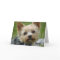 Yorkie