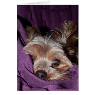 Yorkie Cards