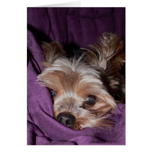 Yorkie Cards (Front)