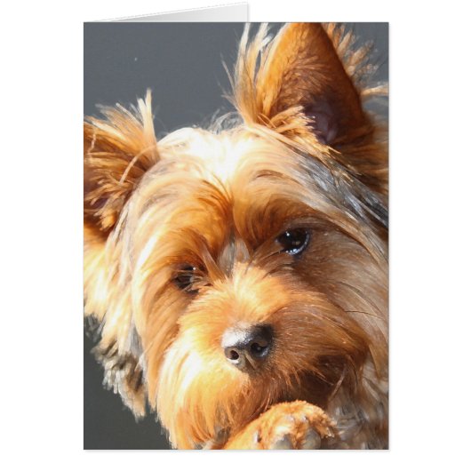yorkie cards (Front)