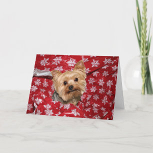 Yorkie Christmas Holiday Card