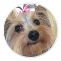 Yorkie Custom Ceramic Knob