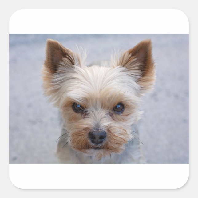 yorkie disaproving square sticker (Front)