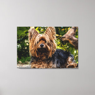 Yorkie dog canvas