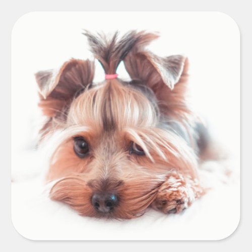 Yorkie Dog Square Stickers