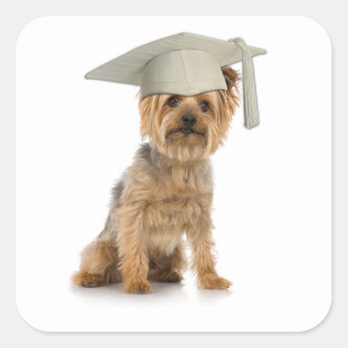 Yorkie Dog with Graduation Hat Square Sticker