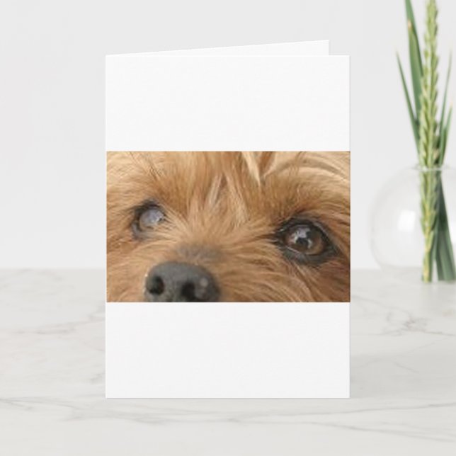 yorkie eyes card (Front)