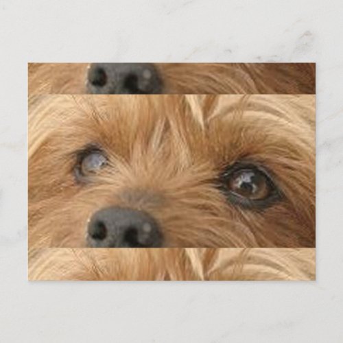 yorkie eyes postcard