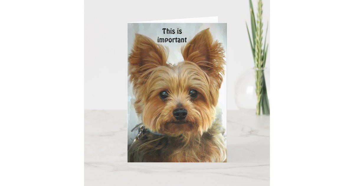 Elegant 70 Happy Birthday Yorkie Card