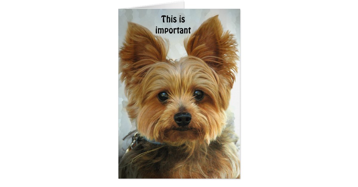 Elegant 70 Happy Birthday Yorkie Card