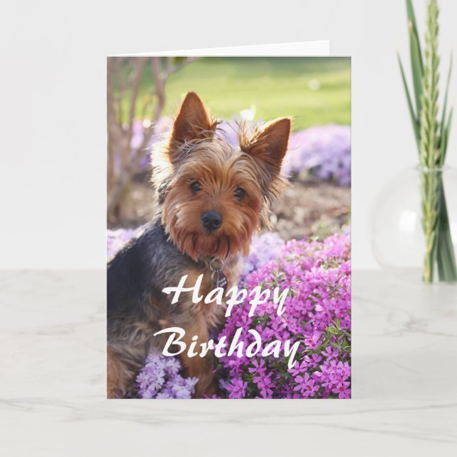 Yorkie Happy Birthday Card (Front)