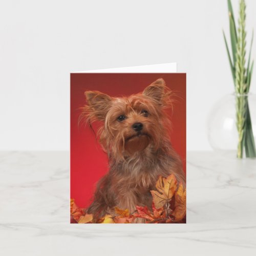 Yorkie Happy Thanksgiving Cards