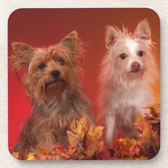 Yorkie in Autumn Coasters (Front)