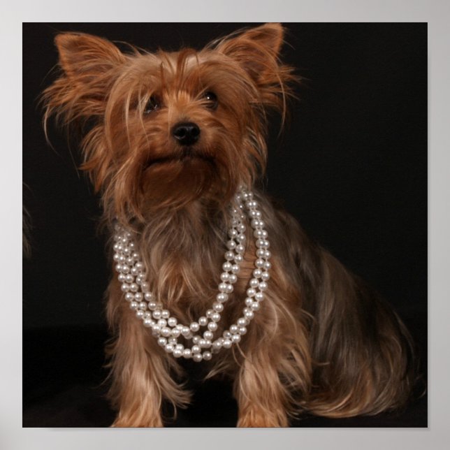 Yorkie in Pearls Poster (Front)