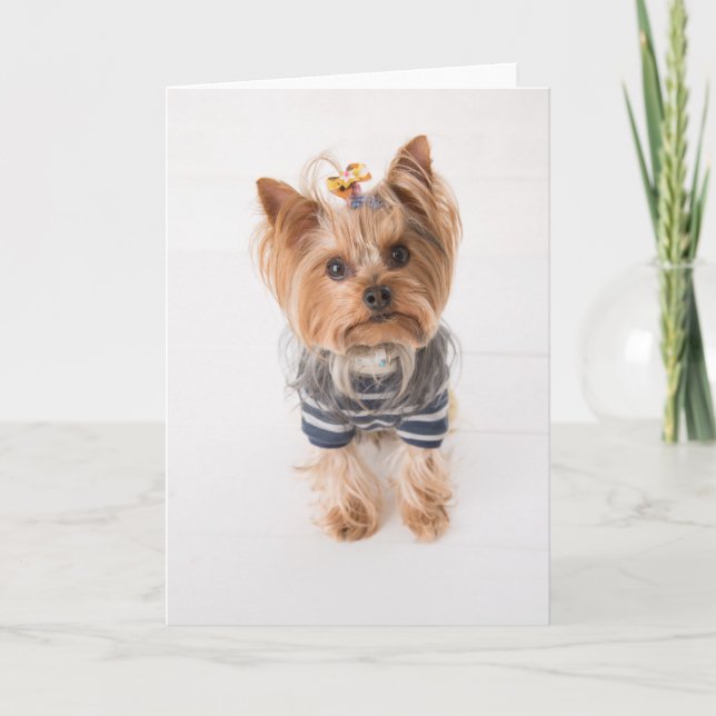 yorkie-in sweater card (Front)