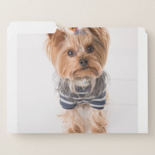 yorkie_in sweater file folder