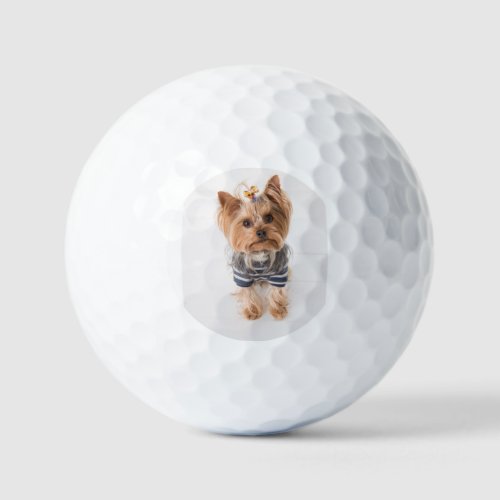 yorkie_in sweater golf balls