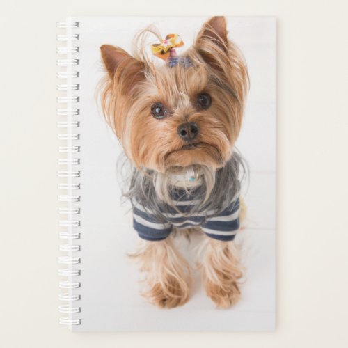 yorkie_in sweater planner