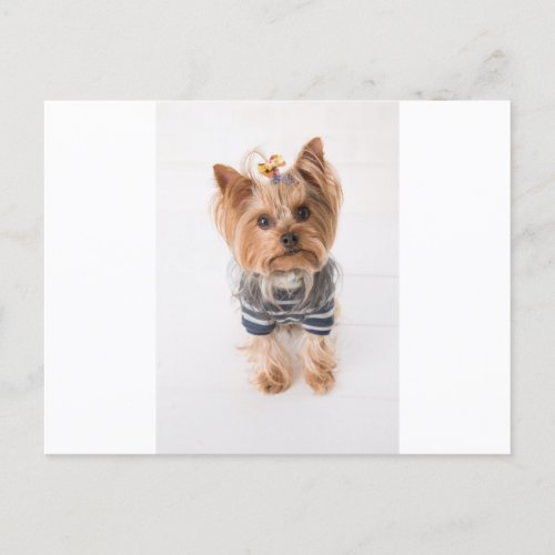 yorkie_in sweater postcard