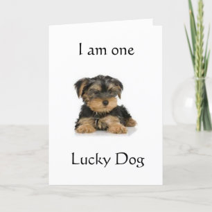 "YORKIE IS ONE LUCKY DOG" BIRTHDAY WISHES CARD