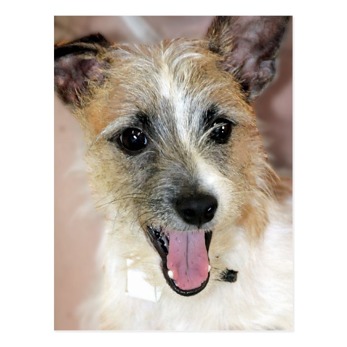 Yorkie/Jack (Parson) Russell Terrier Mix Postcards