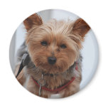 Yorkie  Magnet