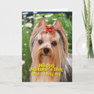 Yorkie Mother's Day Card
