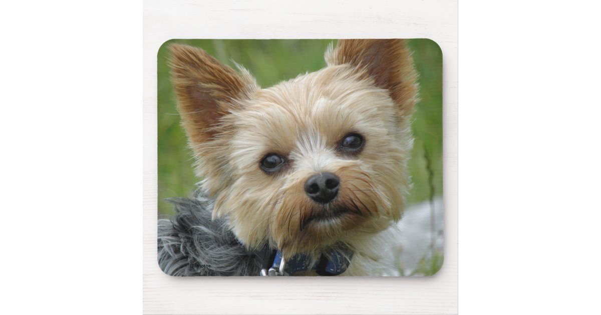 Yorkie Mouse Pad Zazzle