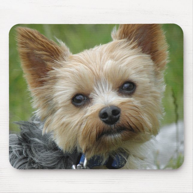 Yorkie Mouse Pad (Front)