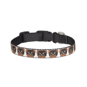 Yorkie on Collar