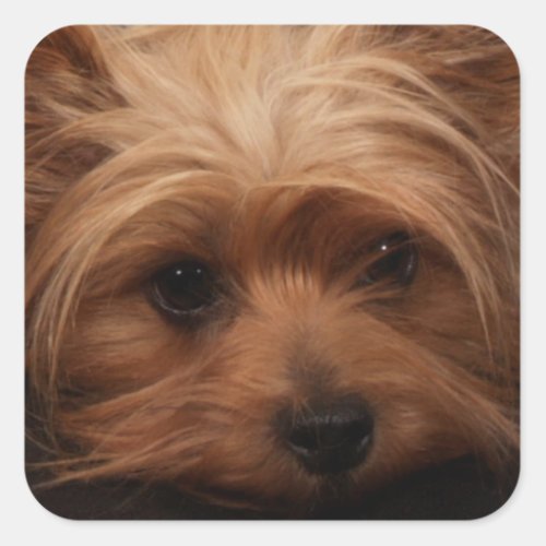Yorkie or Your Dog Picture Square Sticker