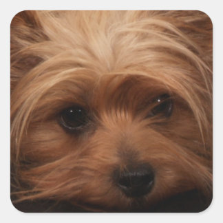 Yorkie or Your Dog Picture Square Sticker