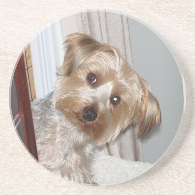 Yorkie Peeking Around the Corner Sandstone Coaster (Front)