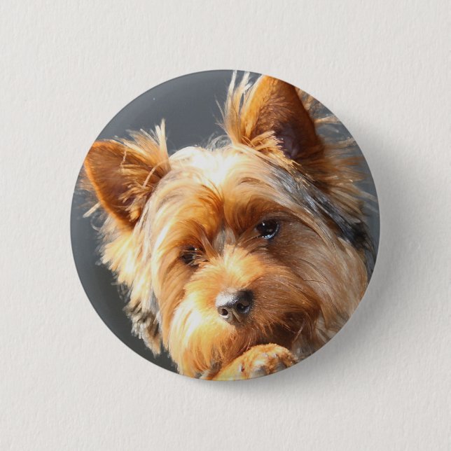 yorkie pinback button (Front)
