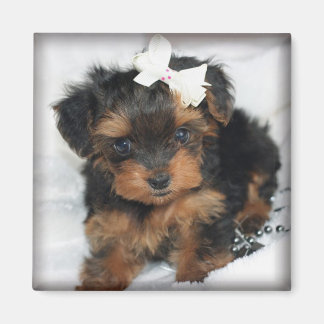 Yorkie-Poo Square Magnet