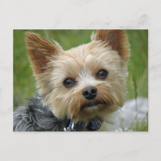Yorkie Postcard