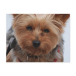 Yorkie  Postcard