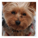 Yorkie  Poster